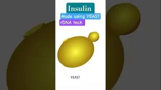 Thumbnail: insulin made from yeast #insulin #recombinantdnatechnology #yeast #biotechnology