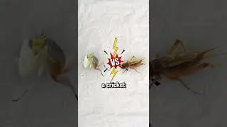 Thumbnail: Teaching My Mantis Kung Fu