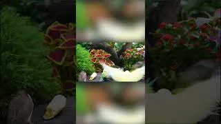 Thumbnail: Cat TV for Cats to Watch  #birds #birdsoundsforcats #birdslover #birdcam #birdsounds #birdfeeder