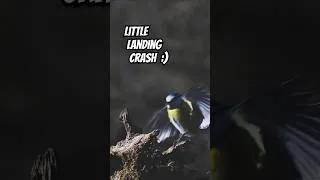 Thumbnail: Little Landing Crash :) #birds #birdwatch #cattv #slowmotion
