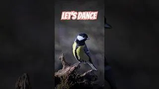 Thumbnail: ♪ Let's dance, birds ♪ #birds #birdwatch #cattv