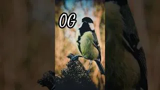 Thumbnail: OG Great Titmouse #birds #birdwatch #cattv