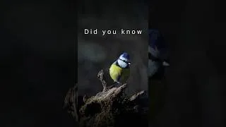 Thumbnail: You know that...? #cattv #birds #birdwatch #funfacts