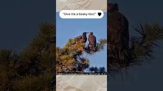 Thumbnail: Luna & Sandy: Beaky Kisses😘& Wing Display in the Simba Tree 😍
