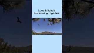 Thumbnail: Bald Eaglets Luna & Sandy Leave The Nest & Soar Together🥰 2026-07-03