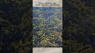 Thumbnail: Sandy Eats a Fish in the Pine Tree - Sandy & Jackie 🦅🥰