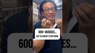 Thumbnail: He Has 600+ Budgies… But This Is What Really Matters #shorts