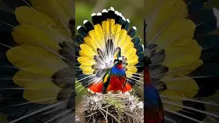 Thumbnail: 229. Beautiful Tropical Bird Close-Up 👀🦜ា