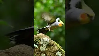 Thumbnail: 228. The Magical Colors of Rainforest Birds ✨🌈