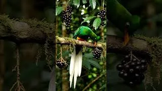 Thumbnail: 226. Stunning Bird with Incredible Feathers 🪶😍