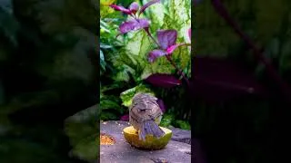 Thumbnail: Cat TV for Cats to Watch 🐱 Colorful Parrots and Squirrels in 4K 🦜🐿️