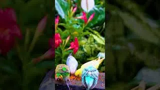 Thumbnail: Birds in Sunshine – Gentle Relaxing Ambience ☀️🍍