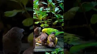 Thumbnail: Soothing Nature – Birds Feeding Softly 🌿🕊️
