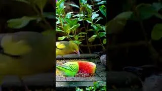 Thumbnail: Gentle Birds – A Peaceful Morning Gathering 🐦🍍