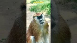 Thumbnail: Wildlife Wonders | Amazing Animals & Birds at the Zoo. #zoo #zooanimals #birds