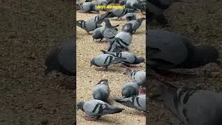 Thumbnail: Day started with feeling beautiful pigeons. #yts #wildlife #pets #pigeons #birdsandanimals