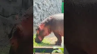 Thumbnail: Amazing Hippo Moments! Swimming & Eating 😍 #shorts #hippo #zooanimals #wildanimals #wildlife