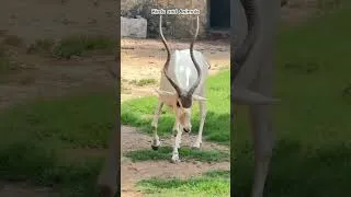 Thumbnail: Oryx Moments at the Zoo. #Oryx #ZooMoments #Wildlife #Animals #Nature