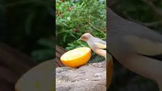 Thumbnail: 🎶 Sweet morning bird calls in the forest 🌲🐦 #birdsong  #relaxing  #trending