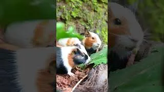Thumbnail: 🥒 Guinea pig enjoying a garden feast 🐹🌸 #cuteanimals #pets #shorts #guineapig #asmr