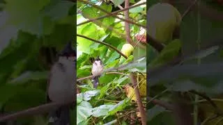 Thumbnail: 🌳 Birds chirping in the quiet garden 🎶✨ #relaxing #birds #trending #cattv