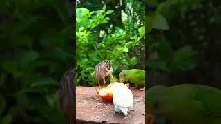 Thumbnail: Little Birds & Bushy-Tailed Squirrels