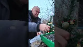 Thumbnail: My daily bird feeder routine 🐦💚 Real nature #birdfeedercam
