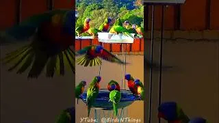 Thumbnail: Rainbow Lorikeets Drinking Together - Colourful Birdbath Moment