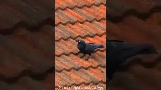 Thumbnail: Clever Raven Hides Food Inside Roof