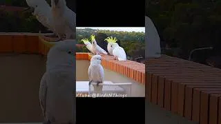 Thumbnail: Wild Cockatoo Courtship Behavior