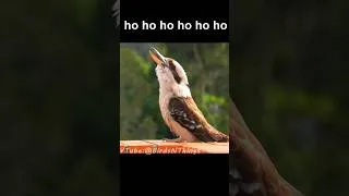 Thumbnail: Laughing Kookaburra Sound