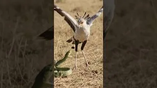 Thumbnail: Secretary Bird vs Boomslang: The Ultimate Snake Hunt 🐍⚡#shorts