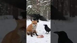 Thumbnail: Crows OUTSMART a Fox for Food! 🦊🐦 #shorts #wildlife