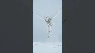 Thumbnail: Incredible Snowy Owl Hunts Arctic Hare! 🦉❄️ #Shorts