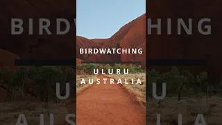 Thumbnail: Uluru Birdwatching - Trailer #birds #wildlife #nature #birdsounds