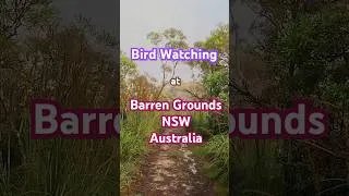 Thumbnail: Bird Watching at Barren Grounds, NSW, Australia  #birds #birdsofaustralia #birdenthusiast #nature