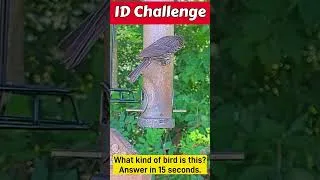 Thumbnail: Can You Identify This Bird? | Bird ID Challenge #1 (Most people miss this one)