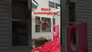 Thumbnail: When your dog loves watching hummingbirds.