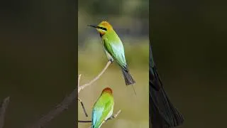 Thumbnail: The Bird That Sounds Like A Cricket - Rainbow Bee-eater #birds #birdcall