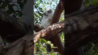 Thumbnail: Adorable Owl Chick Preens and Nearly Falls from Tree! #owl #birds #birdwatchworld