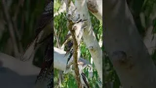 Thumbnail: The Most Aussie Sound Ever! - Laughing Kookaburras