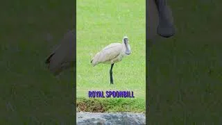 Thumbnail: Weird Birds Of The World - The Royal Spoonbill #birdspecies #birds #birdwatchworld
