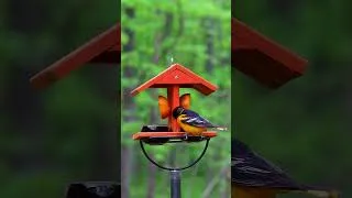 Thumbnail: CAT TV FOR CAT TO WATCH, Relaxing Bird Sounds For Cat To Relax  #birds #nature #birdsounds #wildlife