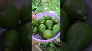 Thumbnail: Harvesting Avocado - Home Garden #homegarden #avocado #harvesting #fruit #satisfying