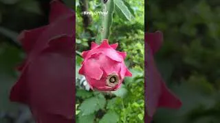 Thumbnail: Dragon Fruit #gardening #fruit #homegarden #dragonfruit