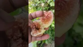 Thumbnail: Brown Turkey Fig #fruit #figfruit #harvesting #shortvideo