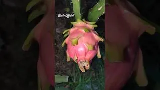 Thumbnail: Thai White Dragon Fruit #fruit #homegarden #dragonfruit #shortvideo #satisfying