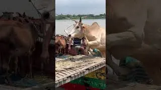 Thumbnail: Cow Videos,Cow Video,Goru Humba Cow,Mooing Cow,CAW,Brahman Cows & Bull,ep - 229
