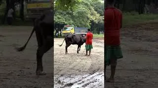 Thumbnail: cow video, koto nilo, gabtoli gorur haat, qurbani cow update, mandi video #cow #shorts #cowfarm