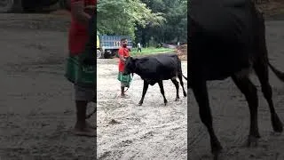 Thumbnail: cow video, koto nilo, gabtoli gorur haat, qurbani cow update, mandi video #cow #shorts #cowfarm